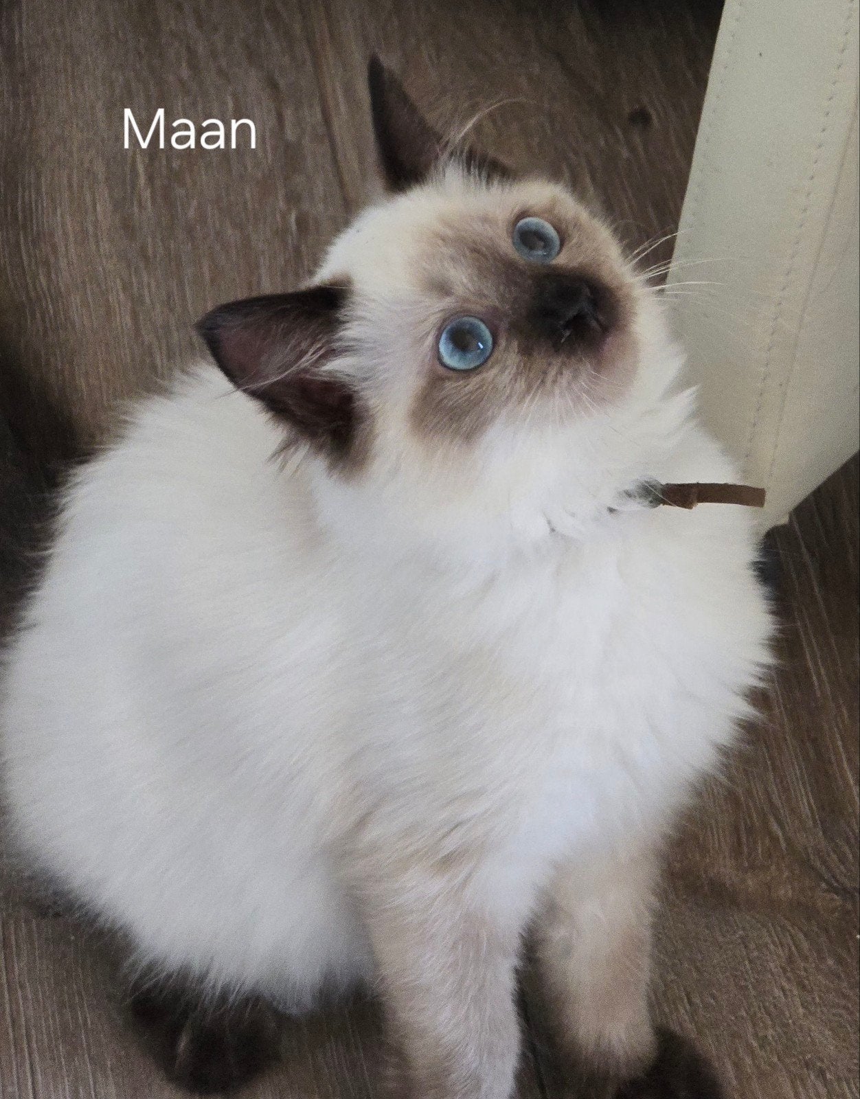 Ragdoll kitten stamboom met kampioen lijn getest, Poes