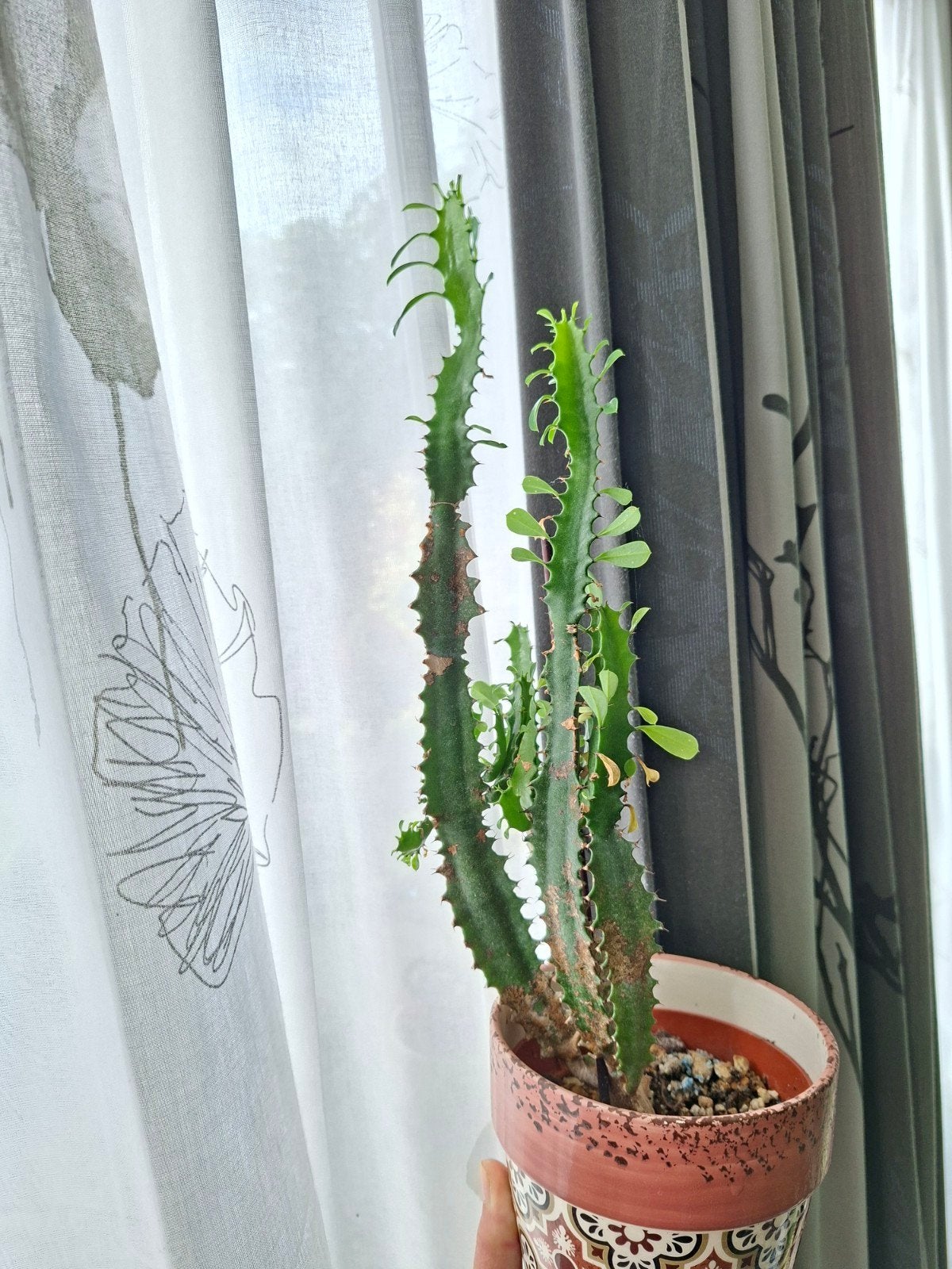 Medium Euphorbia, Ophalen, Halfschaduw, Minder dan 100 cm