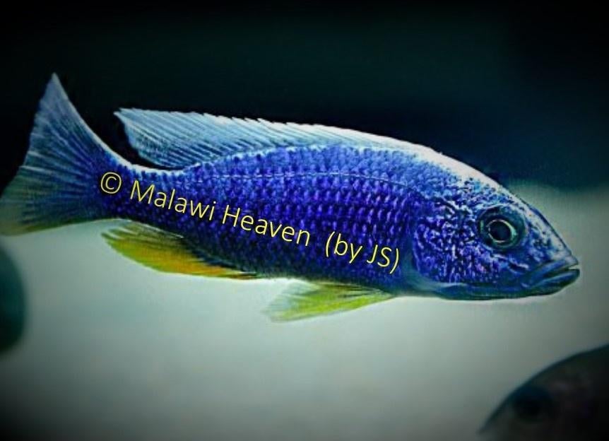Sciaenochromis fryeri Iceberg malawi cichliden, Vis, Zoetwatervis, Schoolvis