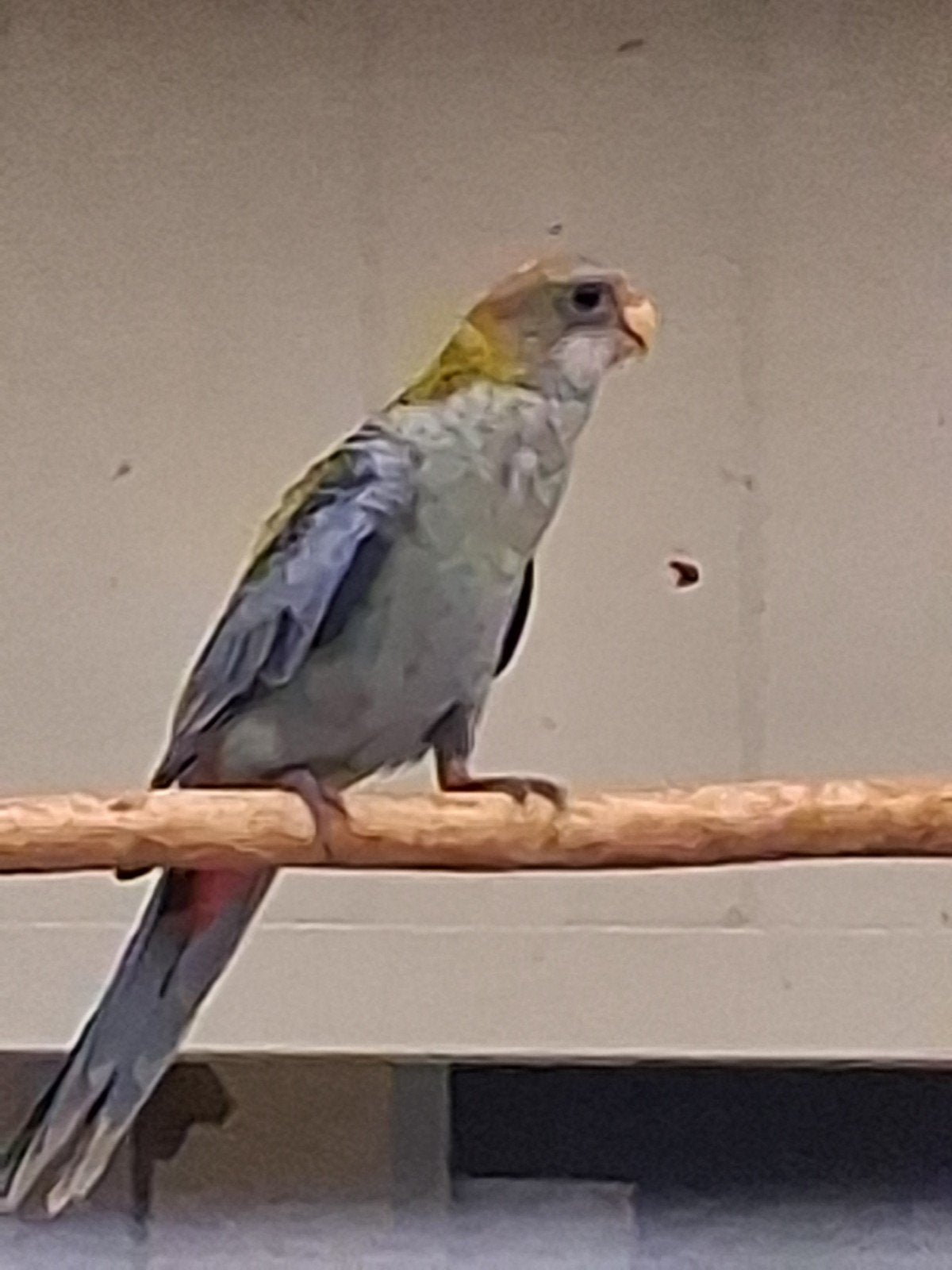 Bleekkop rosella, Dieren en Toebehoren, Vrouwelijk, Parkiet, Geringd