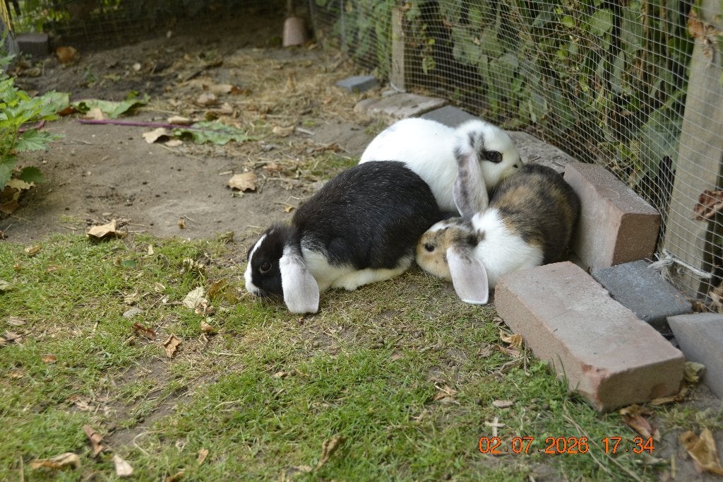 Superlieve jonge nhd konijntjes te koop!!!, Dieren en Toebehoren, Konijnen, Meerdere dieren, Klein, Hangoor, 0 tot 2 jaar