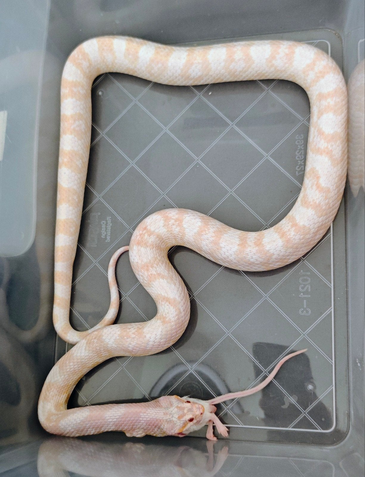Terrarium met 3 rattenslangen icl. toebehoren en voedsel Rat Snake photo 2