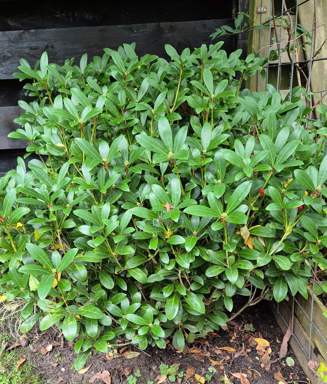 Japanse Skimmia (Skimmia japonica) - Winterharde Sierstruik, Vaste plant, Halfschaduw, Lente, Ophalen