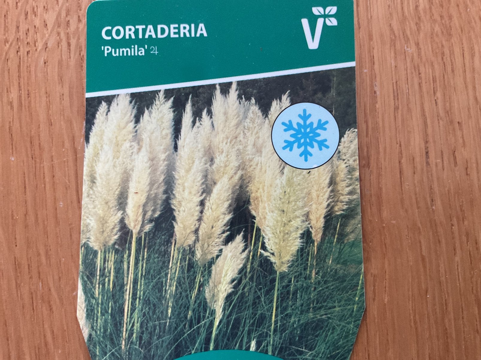 Cortaderia selloana 'Pumila' (Pampasgras, Ophalen, Siergrassen, Volle zon