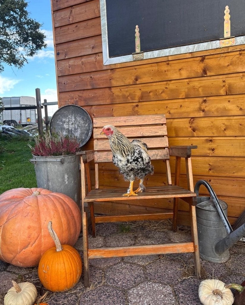 Brahma x kleine kip, Dieren en Toebehoren, Vrouwelijk, Kip