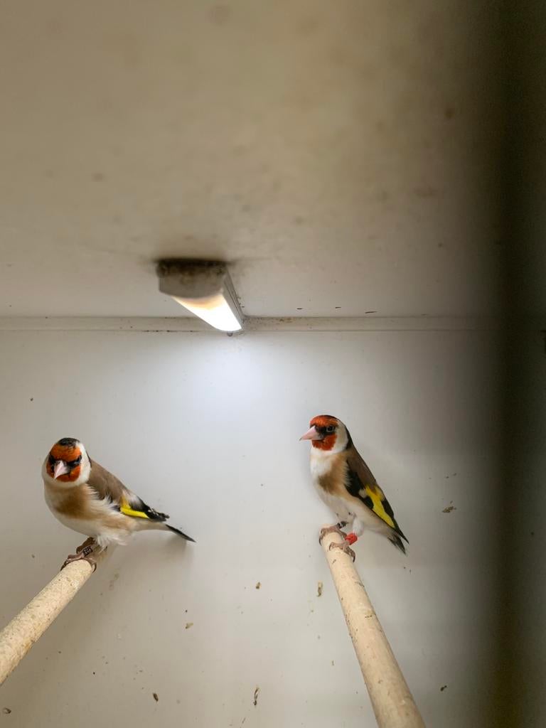 majoor putters, Dieren en Toebehoren, Vogels | Overige Vogels, Meerdere dieren, Wildzangvogel