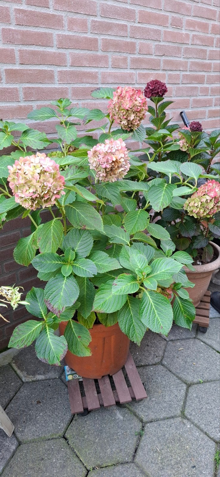 Hortensia in pot (90cm), Tuin en Terras, Vaste plant, Halfschaduw, Zomer, Ophalen