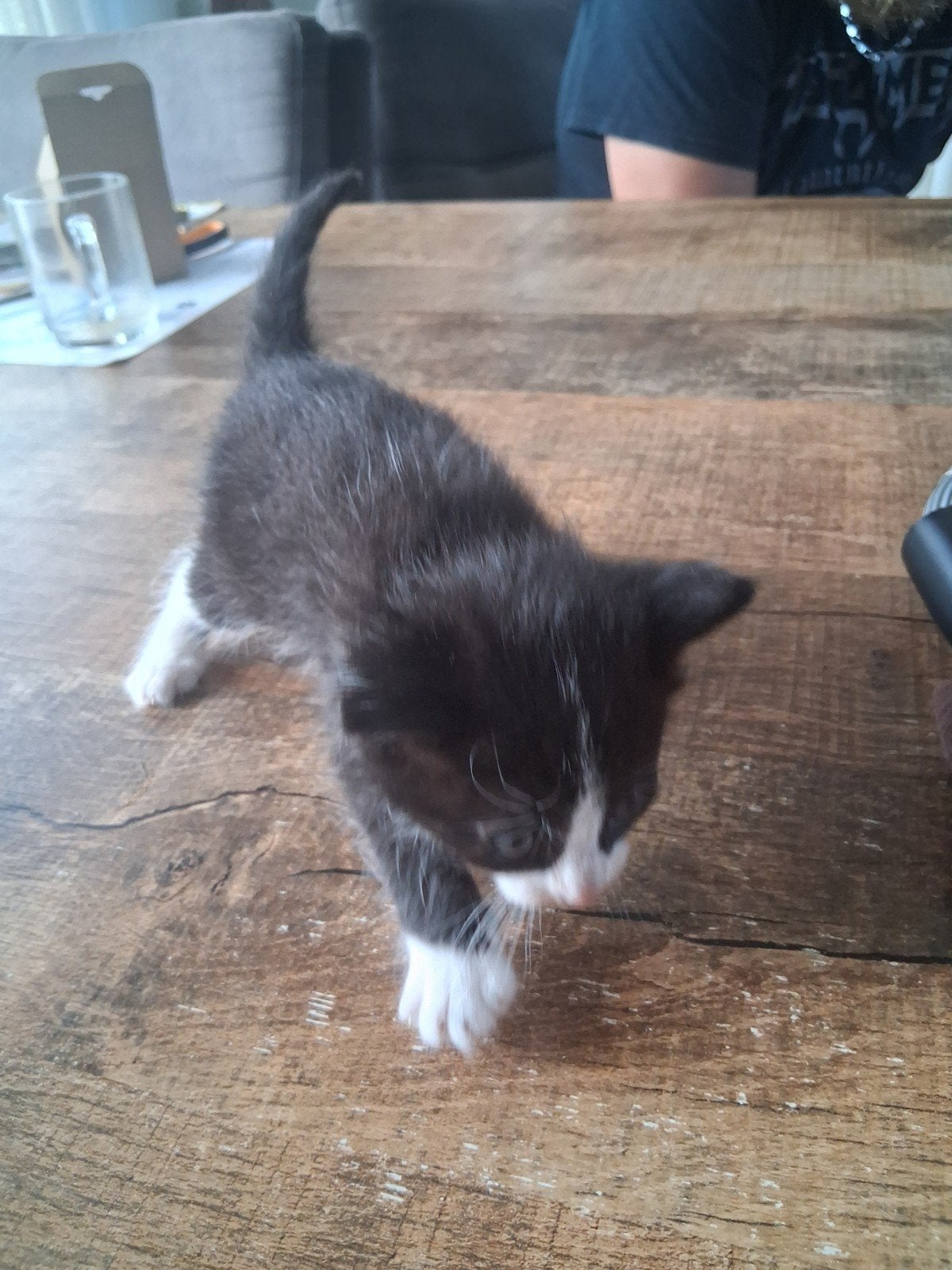 Prachtige kittens, Dieren en Toebehoren, Katten en Kittens | Overige Katten, Meerdere dieren
