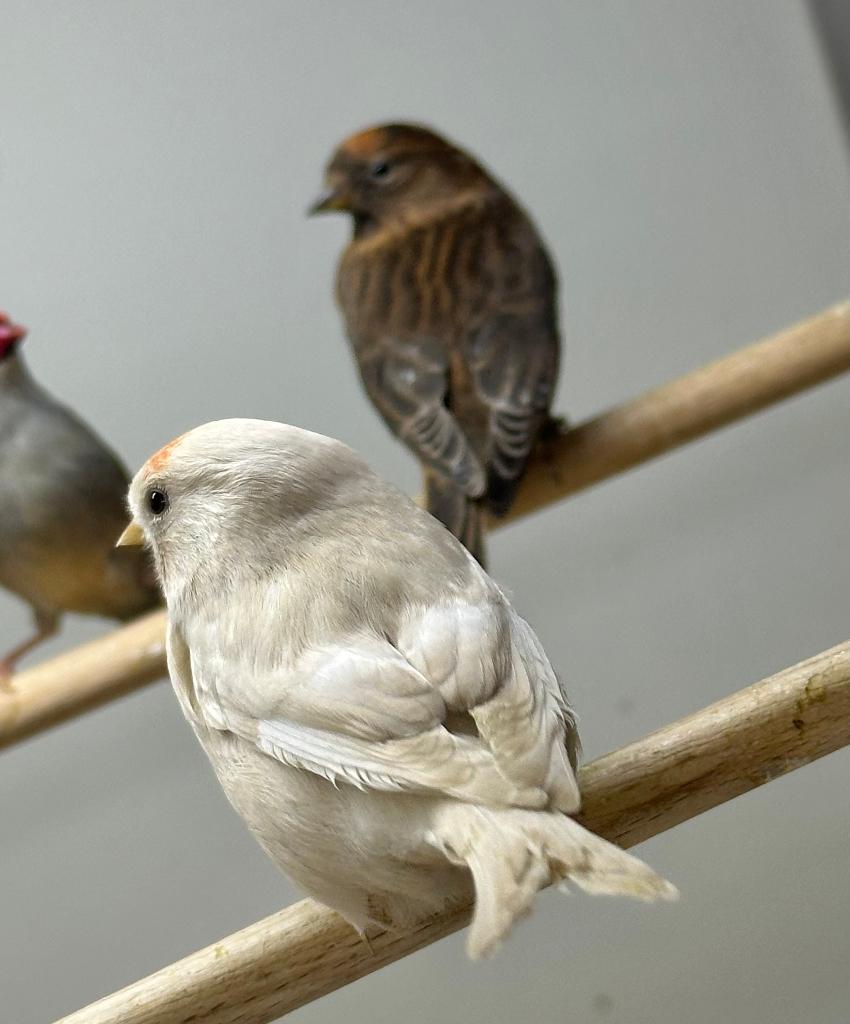 Barmsijsjes koppel, Dieren en Toebehoren, Meerdere dieren