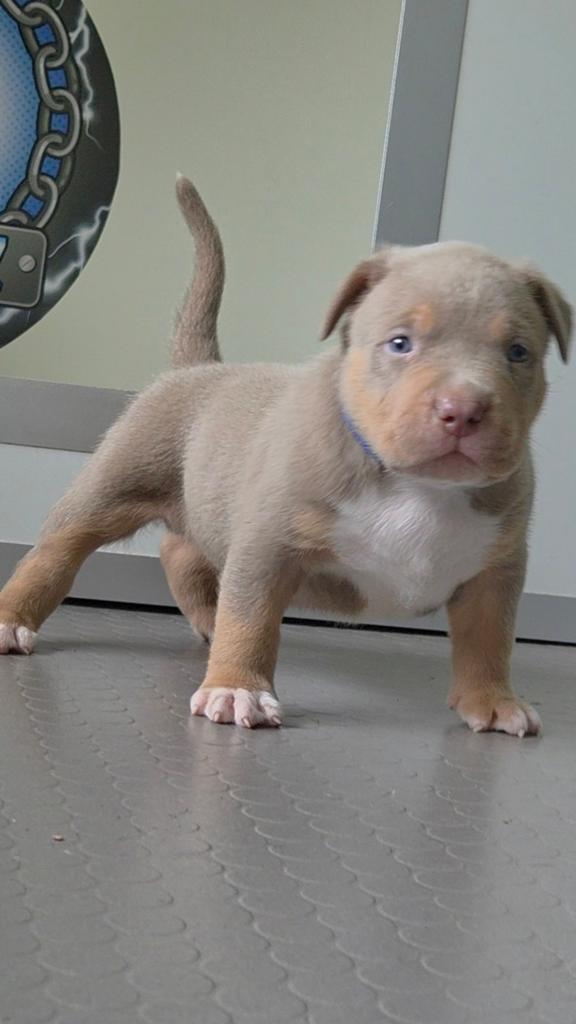 American Bully XL Pups, Dieren en Toebehoren, Overige rassen, 8 tot 15 weken, Parvo, Meerdere