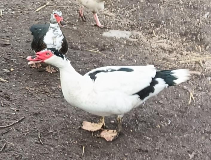 Broedeieren van  muskus eenden., Dieren en Toebehoren, Pluimvee, Geslacht onbekend, Eend