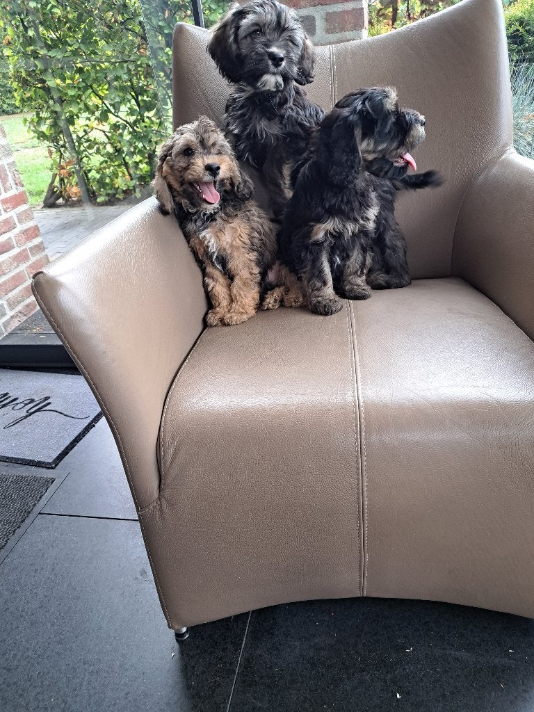prachtige maltipoo pups  ( ALLERMANDS VRIENDJES ), Dieren en Toebehoren, Parvo, Nederland, Overige rassen, 8 tot 15 weken