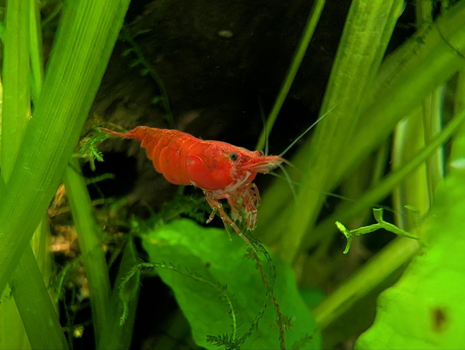 Cherry Shrimp / Vuurgarnalen – gezond & actief, Dieren en Toebehoren, Kreeft, Krab of Garnaal, Zoetwatervis