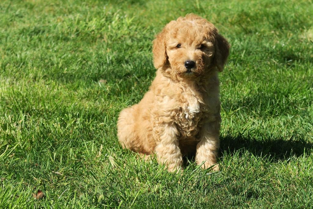 Medium Goldendoodle pups, Poedel, Parvo, Nederland, 8 tot 15 weken
