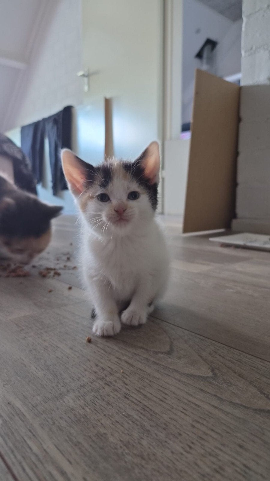 Nestje kittens, brits/europees., Dieren en Toebehoren, Meerdere dieren, Ontwormd, 0 tot 2 jaar
