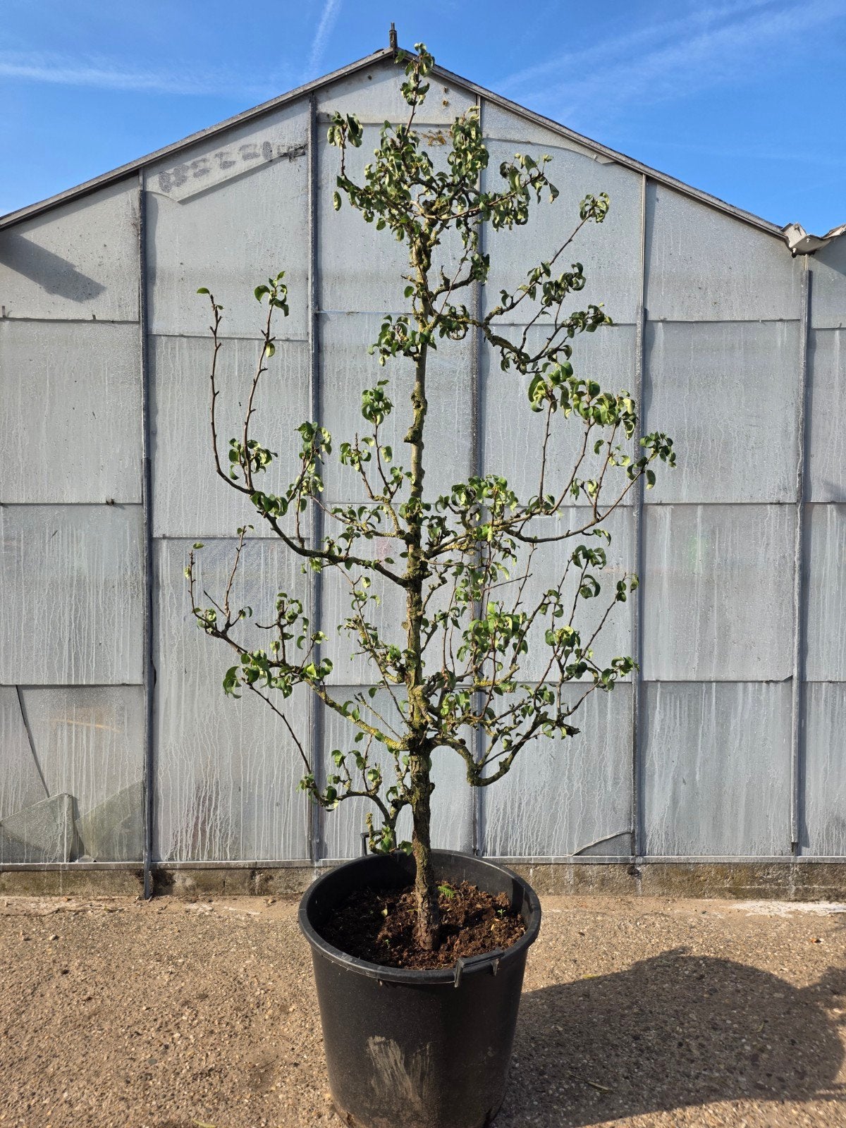 Perenboom conference - Verse peren uit eigen tuin, Tuin en Terras, Ophalen, Lente, Volle zon, 100 tot 250 cm