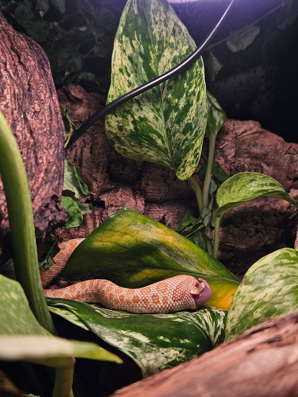 Haakneusslang met of zonder terrarium