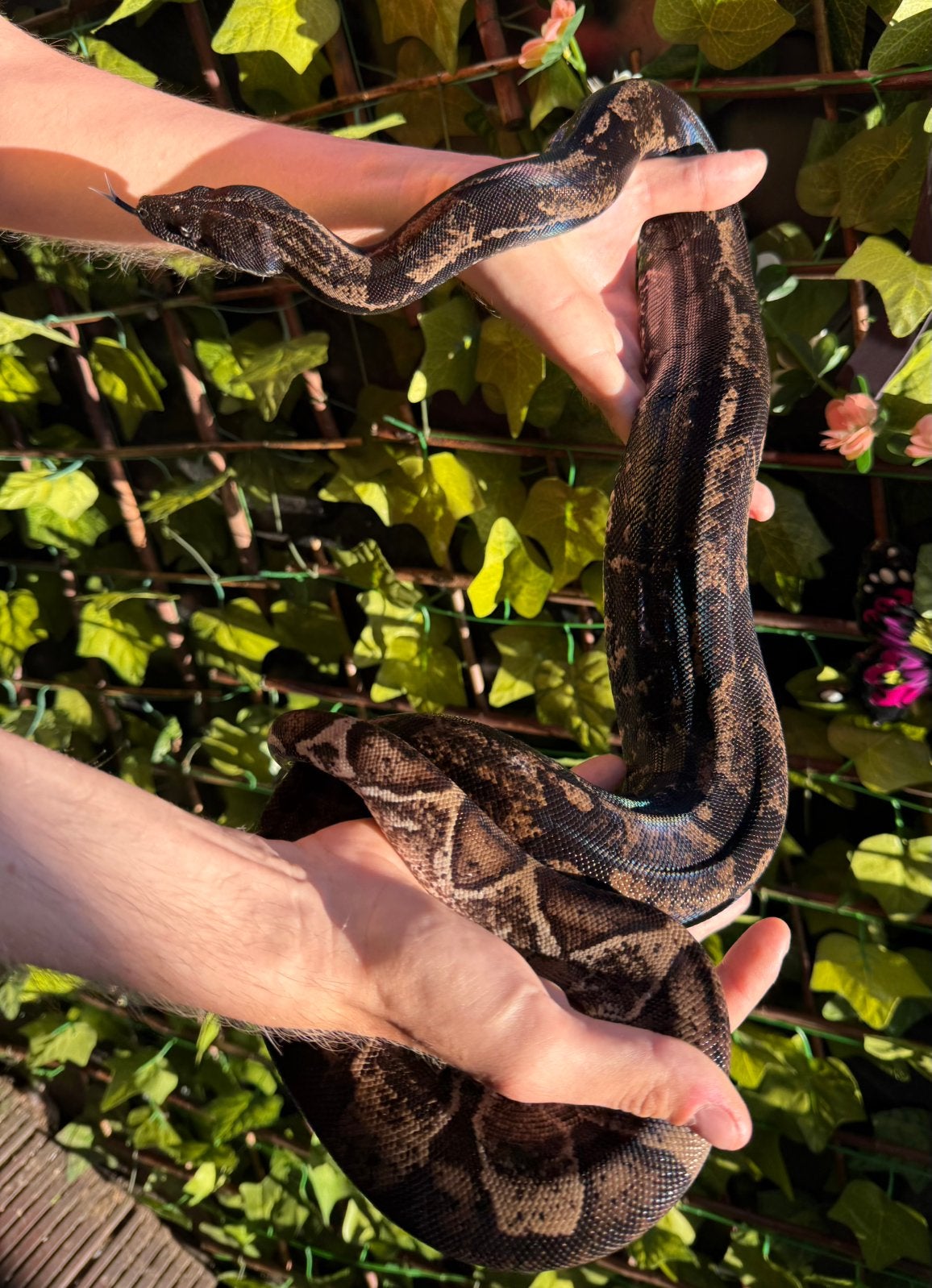 Boa constrictor. Ghost img.  1.0.  2023., Slang, 3 tot 6 jaar