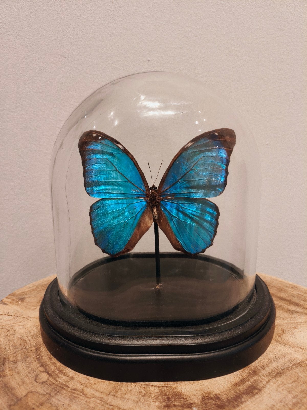 Vlinder Morpho Menelaus in stolp, Ophalen of Verzenden, Zo goed als nieuw, Insect, Opgezet dier