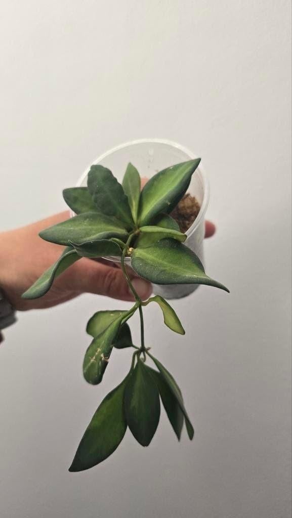 Diverse stekjes te koop - Groene kamerplanten, Overige soorten, Vaste plant, Ophalen of Verzenden, Bloeit niet