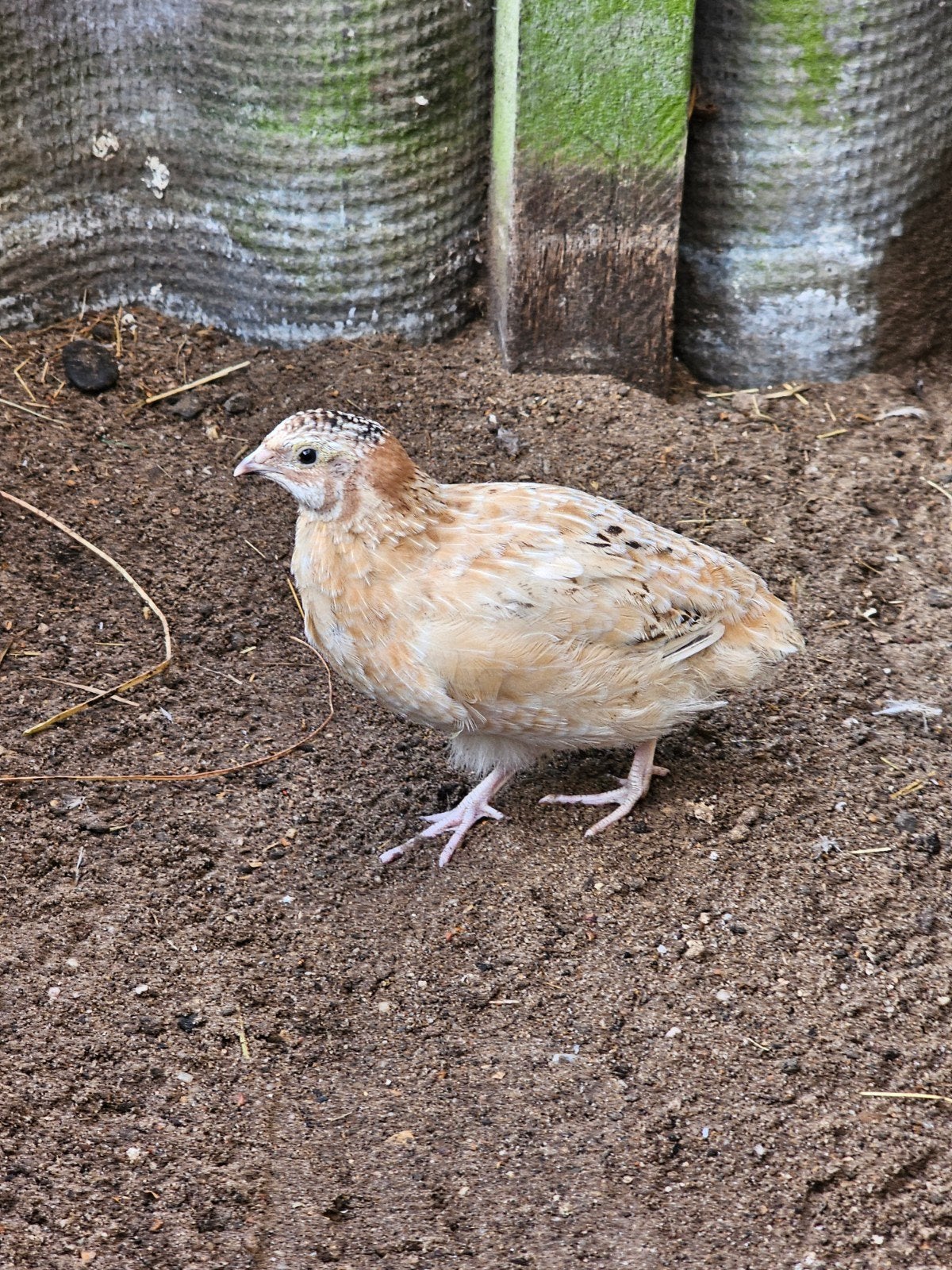 Japanse kwartel haan, natuurbroed bij boomkwartels, Dieren en Toebehoren, Mannelijk, Overige soorten