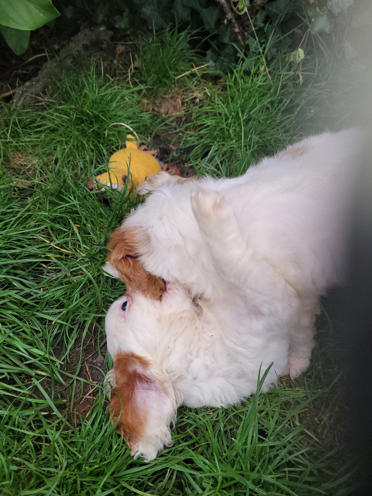 Nog 1 cavelier King Charles spaniel puppies reutjes, Dieren en Toebehoren, Overige rassen, CDV (hondenziekte), 8 tot 15 weken
