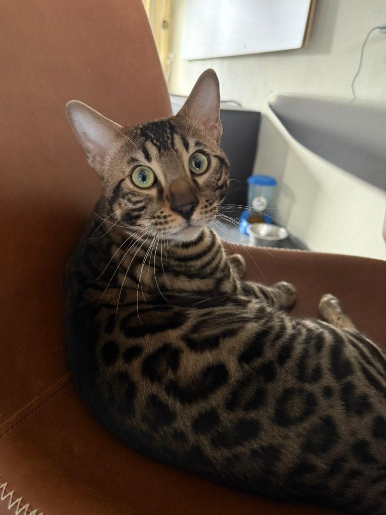 Bengaal kater te koop – Charcoal Tabby, Kater, Ontwormd, 0 tot 2 jaar