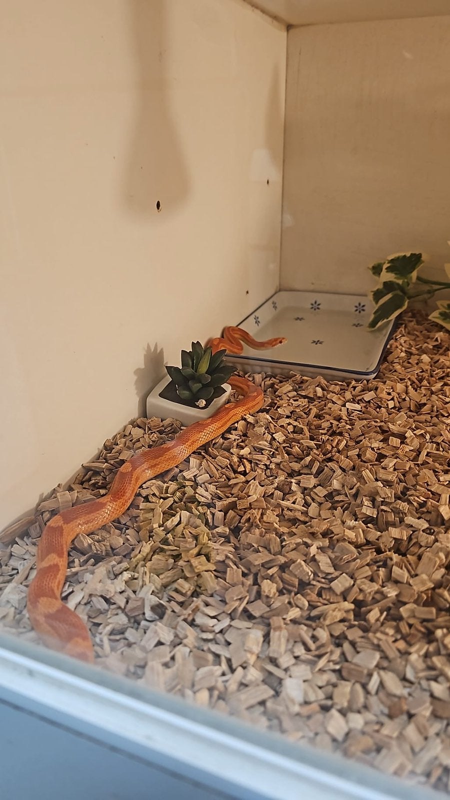 2 jonge rattenslangen met terrarium Rat Snake - female for sale from S