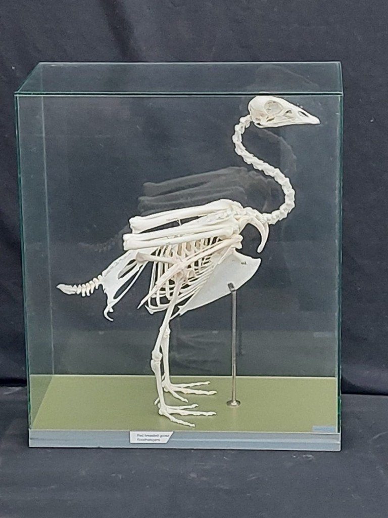 Gemonteerd skelet roodhalsgans, Ophalen, Zo goed als nieuw, Vogel, Overige typen