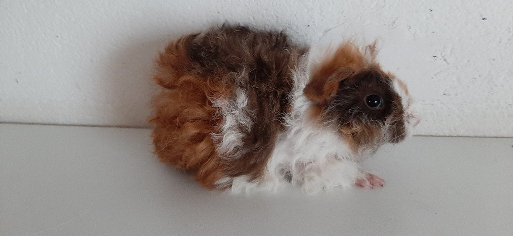 Jonge Lunkarya cavia's, Dieren en Toebehoren, Knaagdieren, Cavia, Mei, Meerdere dieren, Tam