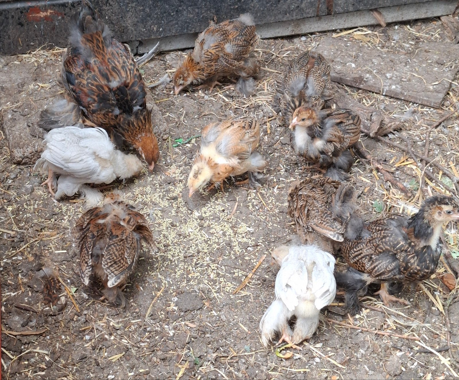 Brahma groot meerzomig/ isabel patrijs, Geslacht onbekend, Kip