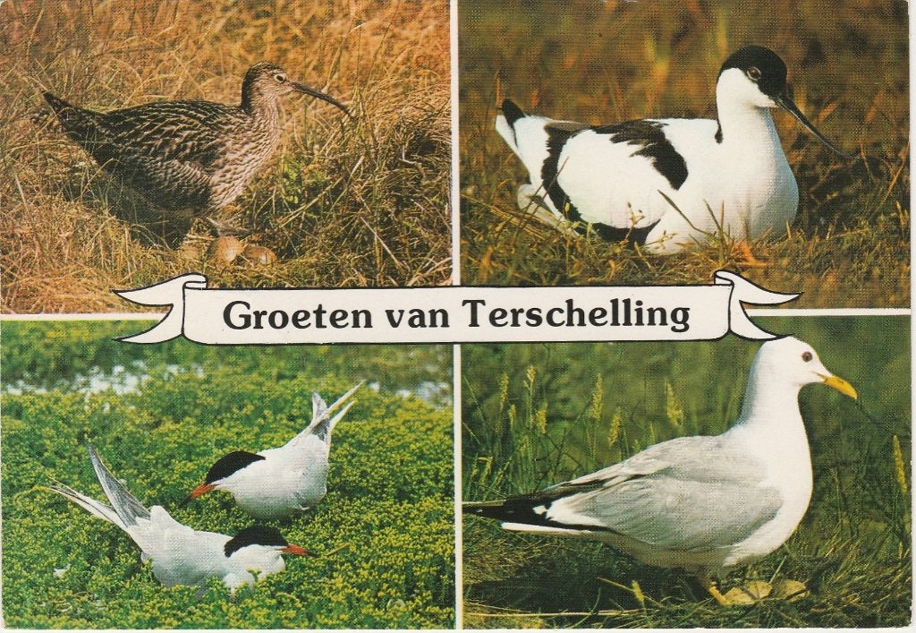 TERSCHELLING Vogels Groeten, Verzenden, 1960 tot 1980, Gelopen, Waddeneilanden