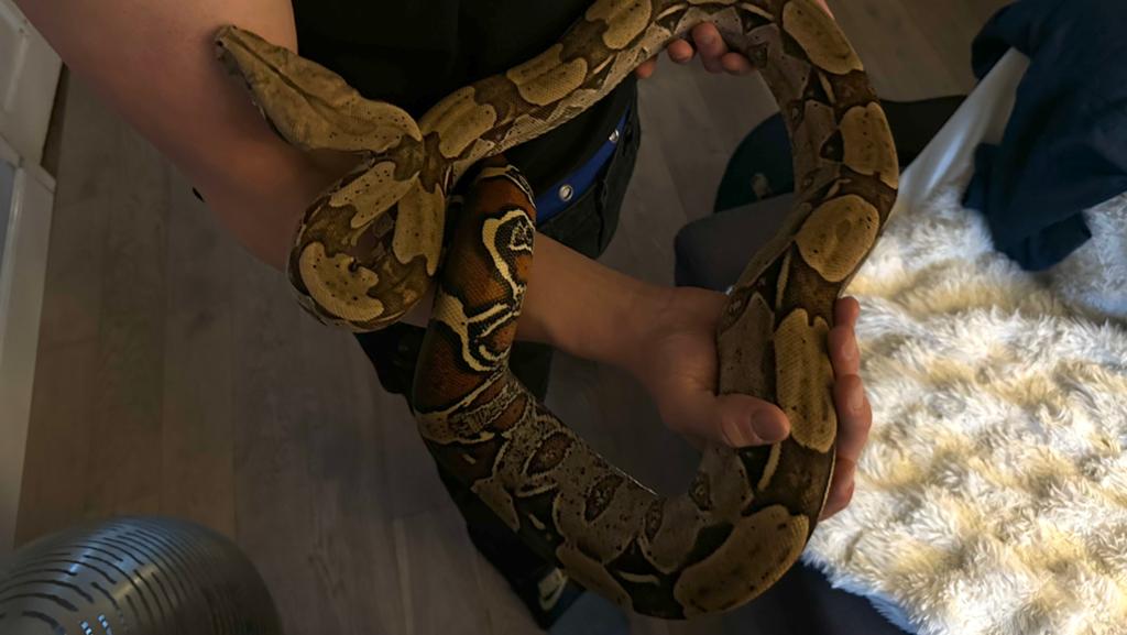 Boa constrictor, Dieren en Toebehoren, Reptielen en Amfibieën, Slang, Tam, 3 tot 6 jaar