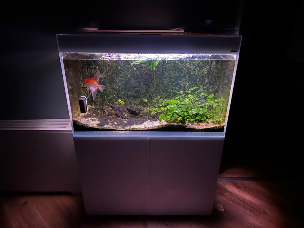 Aquarium inclusief 3 vissen helemaal compleet., Dieren en Toebehoren, Vissen | Aquaria en Toebehoren, Ophalen of Verzenden, Zo goed als nieuw
