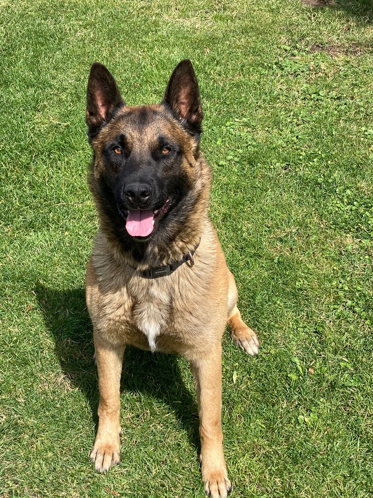 Mechelse herder Reu 6 jaar oud, Dieren en Toebehoren, 6 jaar of ouder, Reu, Eén hond, Herder