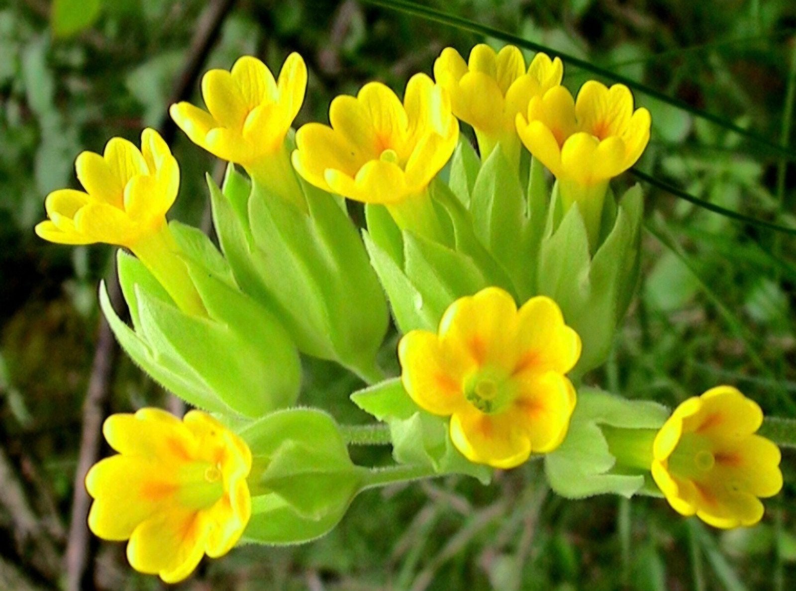 Primula veris, Overige soorten, Vaste plant, Ophalen of Verzenden, Halfschaduw