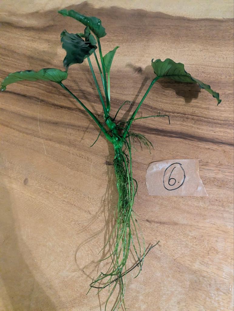 Anubias, Dieren en Toebehoren, Vissen | Aquaria en Toebehoren, Ophalen, Inclusief planten, Zo goed als nieuw, Plant(en), Steen of Hout