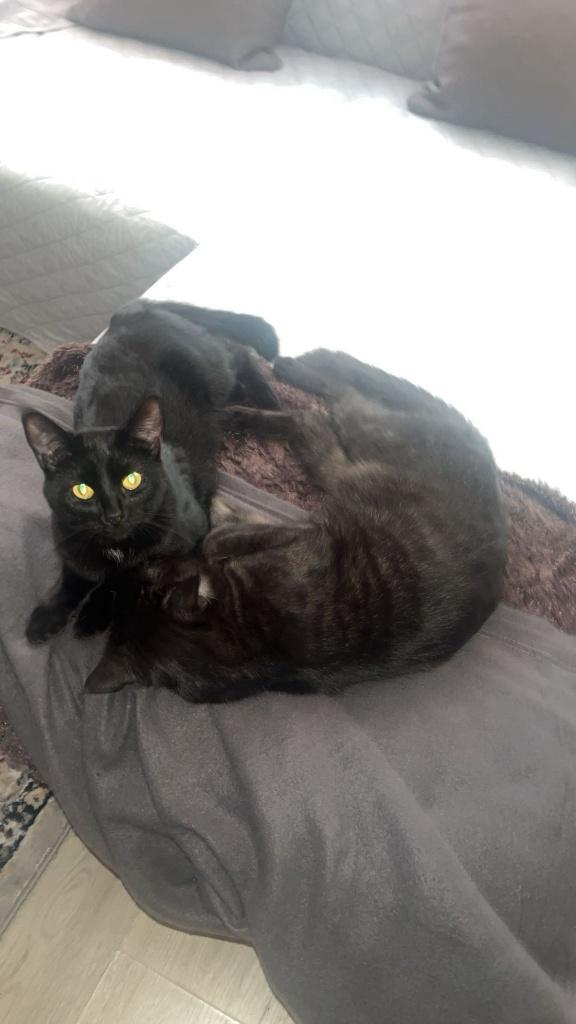 Lieve, aanhankelijke poes zoekt nieuw huis, Poes, Gechipt, 3 tot 5 jaar