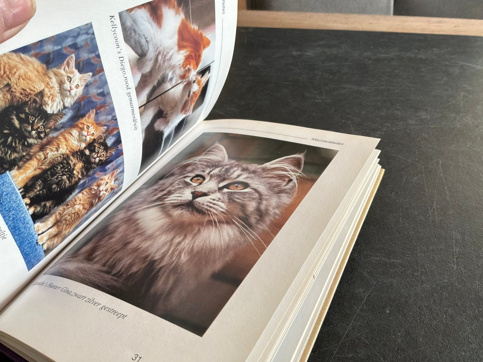 De Maine Coon als gezelschapsdier - Boek over kattenras, Boeken, Ophalen of Verzenden, Zo goed als nieuw, Katten