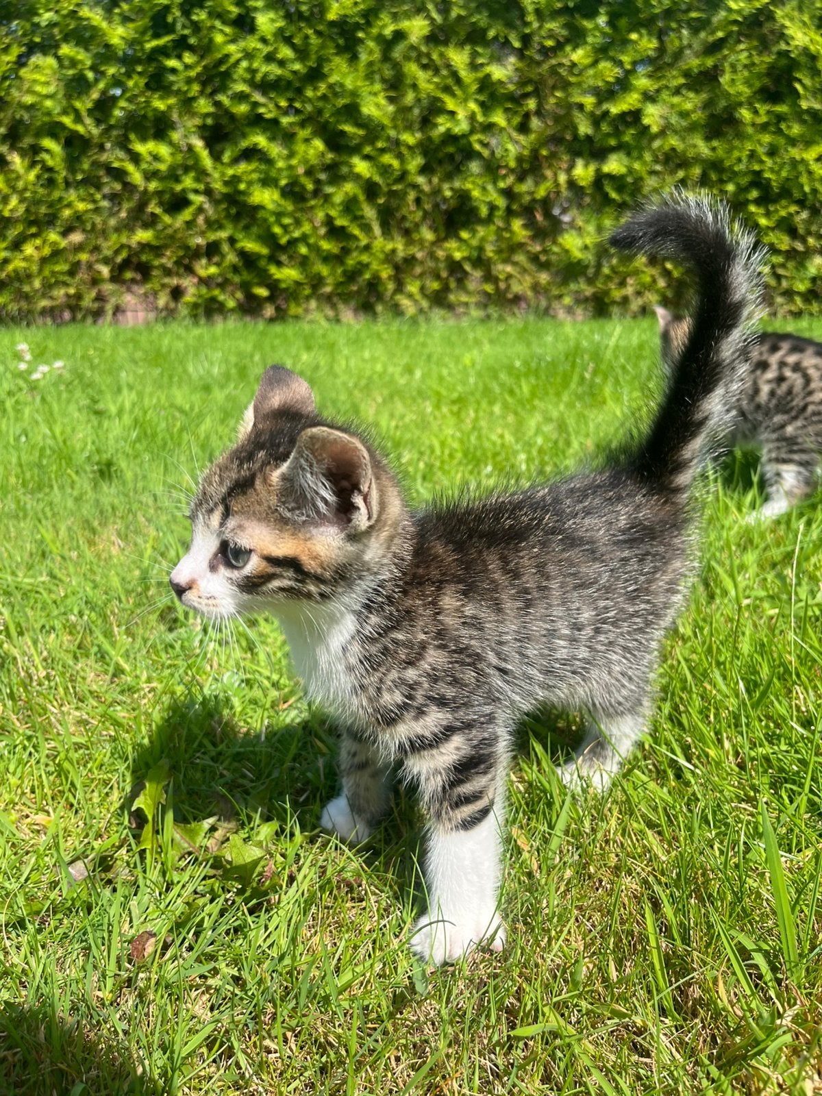 Katertjes (Boskat mix), Dieren en Toebehoren, Meerdere dieren, Ontwormd