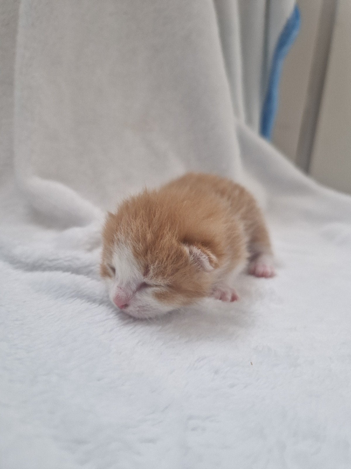 Kittens te koop, Dieren en Toebehoren, Katten en Kittens | Overige Katten