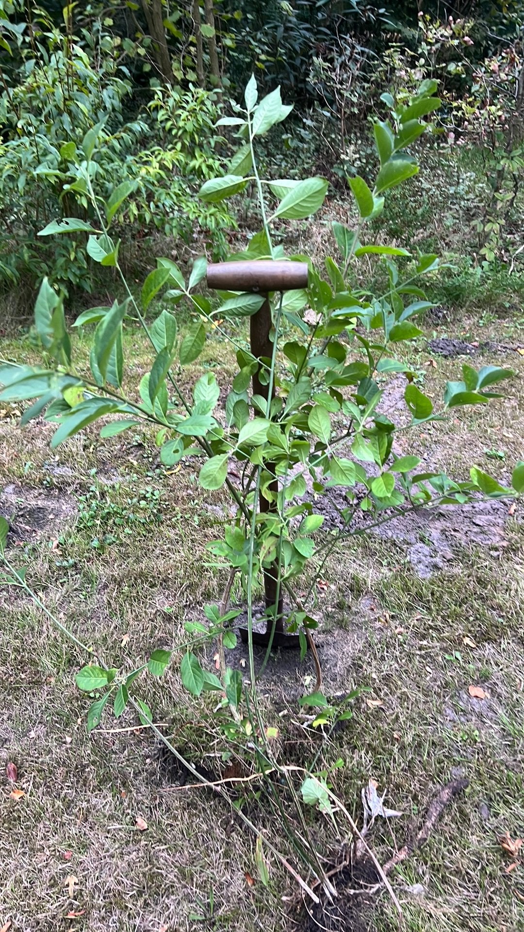 Gratis af te halen Kardinaalsmuts, Tuin en Terras, Ophalen, Minder dan 100 cm, Overige soorten, Zomer