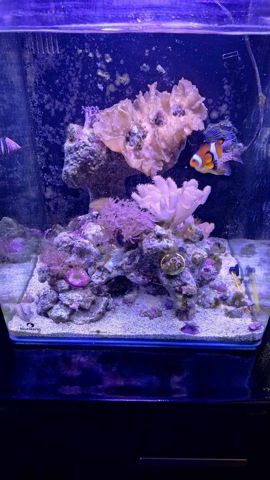 Nano aquarium, Dieren en Toebehoren, Ophalen, Gebruikt, Gevuld zeewateraquarium, Blue Marine
