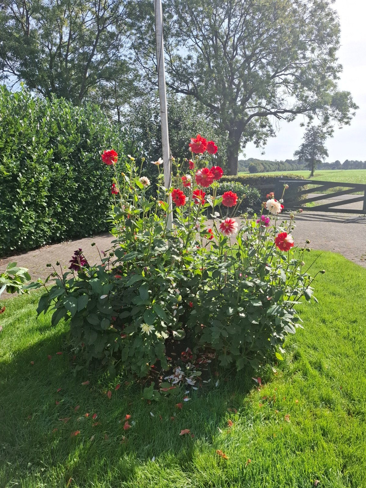 Dahliaknollen - Rood-witte bloemen, hoge plant, Overige soorten, Volle zon, Vaste plant, Ophalen of Verzenden
