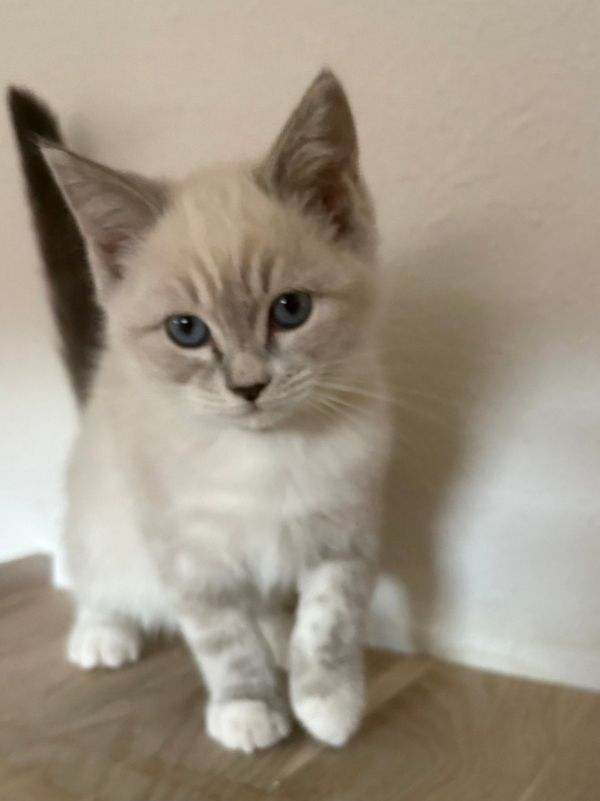 Ragdoll x Britse korthaar kittens, Dieren en Toebehoren, Meerdere dieren, Ontwormd, 0 tot 2 jaar