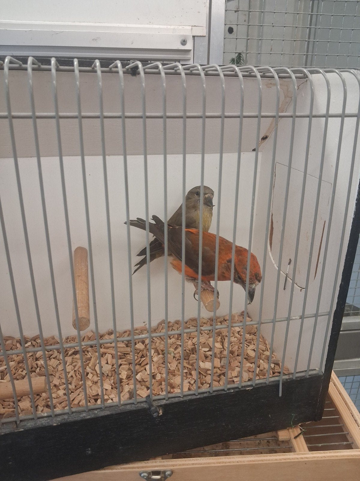 Koppel kruisbekken, Dieren en Toebehoren, Meerdere dieren