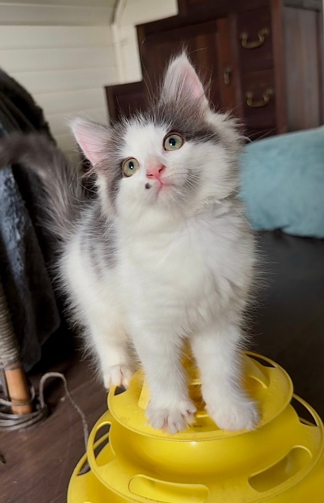 Siberische Boskat x Noorse Boskat kittens, Meerdere dieren, Ontwormd