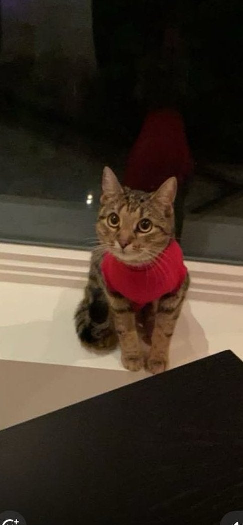 Poesje Boboo (opzoek naar een lieve eigenaar), Poes