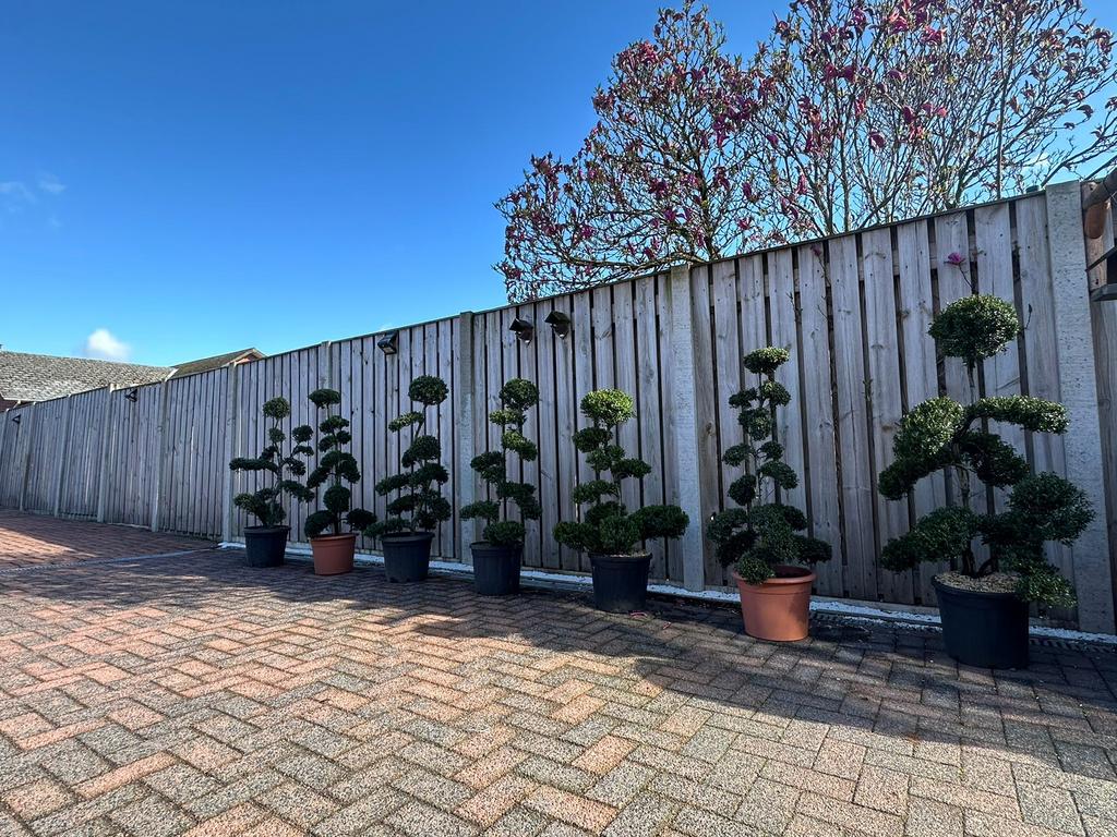 Japanse bonsai Ilex crenata – 1,30 / 1,40 m, Tuin en Terras, Bloeit niet, Halfschaduw, Overige soorten, Minder dan 100 cm
