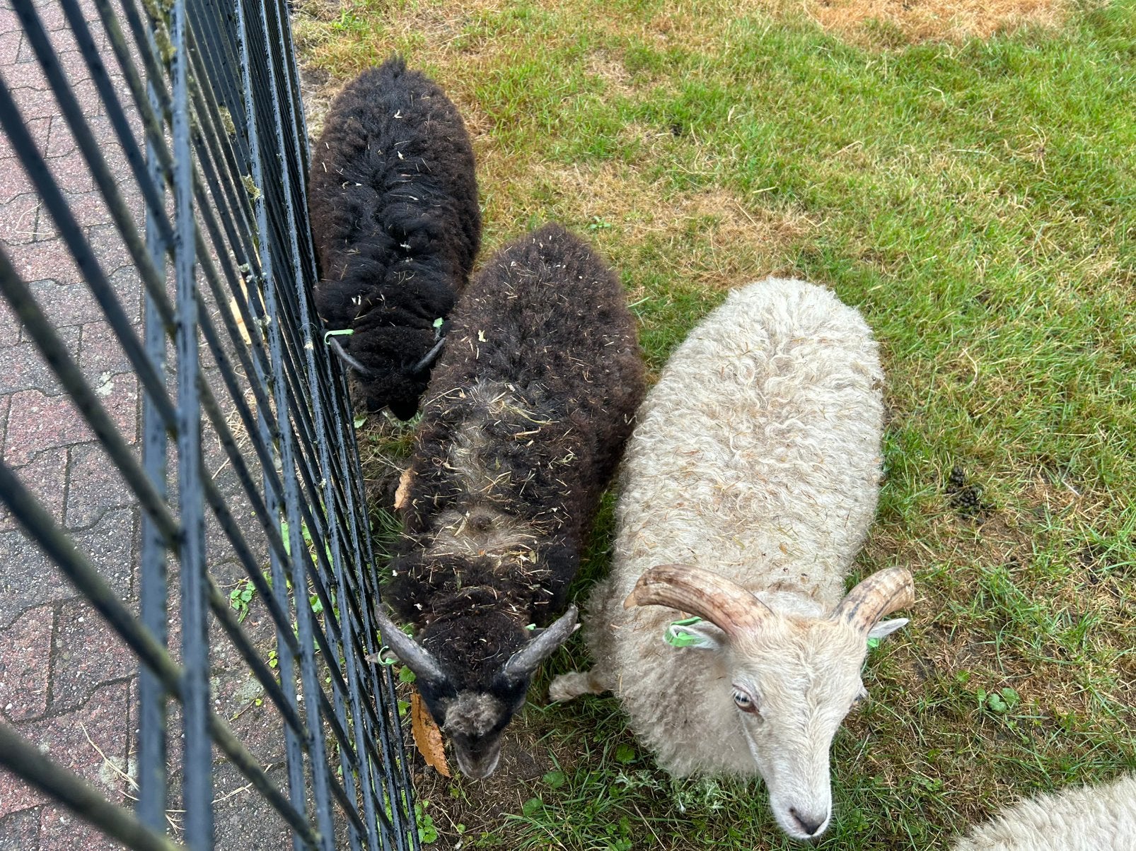 Oussant rammetjes, mini schaapjes,, Mannelijk, Schaap